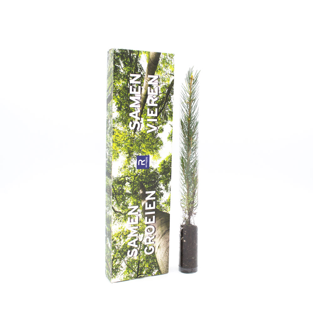 Tree in a box | Eco promotional gift